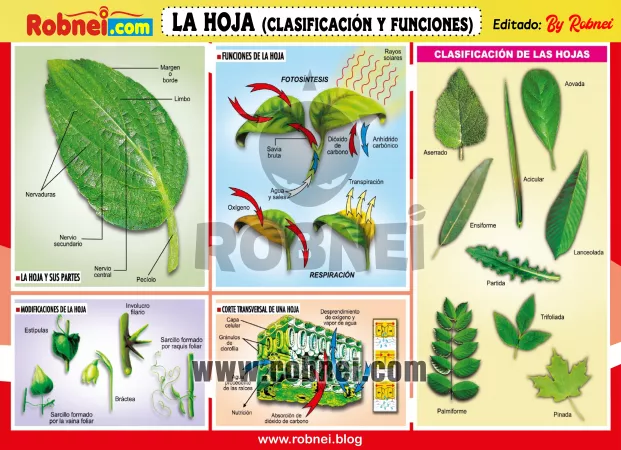 La Hoja Clasificacion Y Funciones